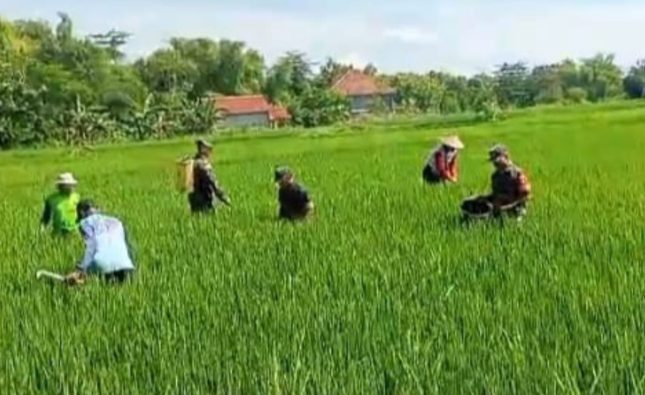 Kendalikan Gulma, Babinsa Bantu Petani Melakukan Penyiangan
